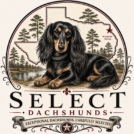 Select Dachshunds